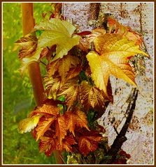 Herbst Blätter