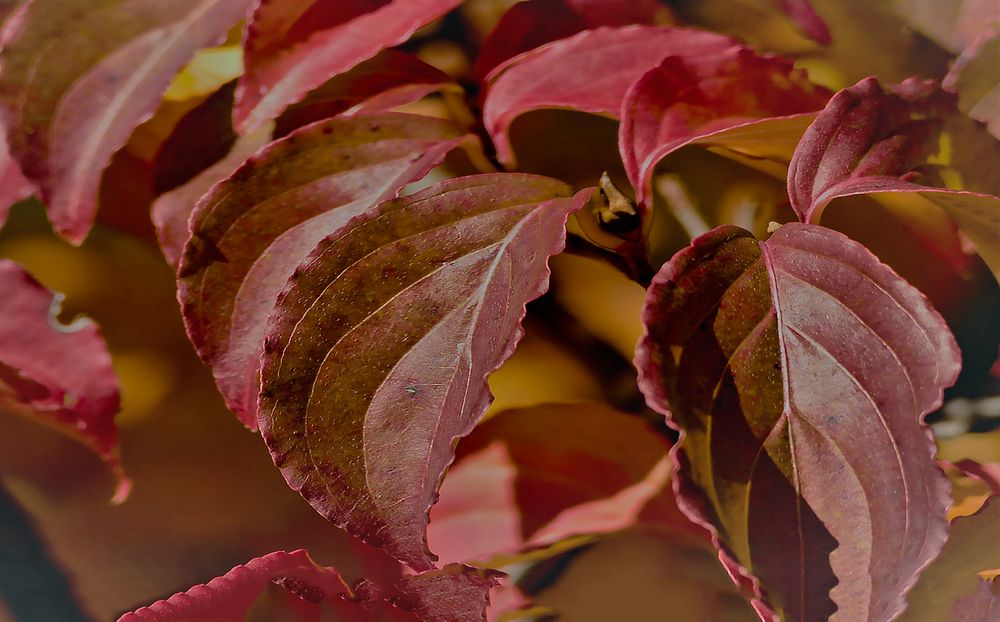 Herbst Blätter