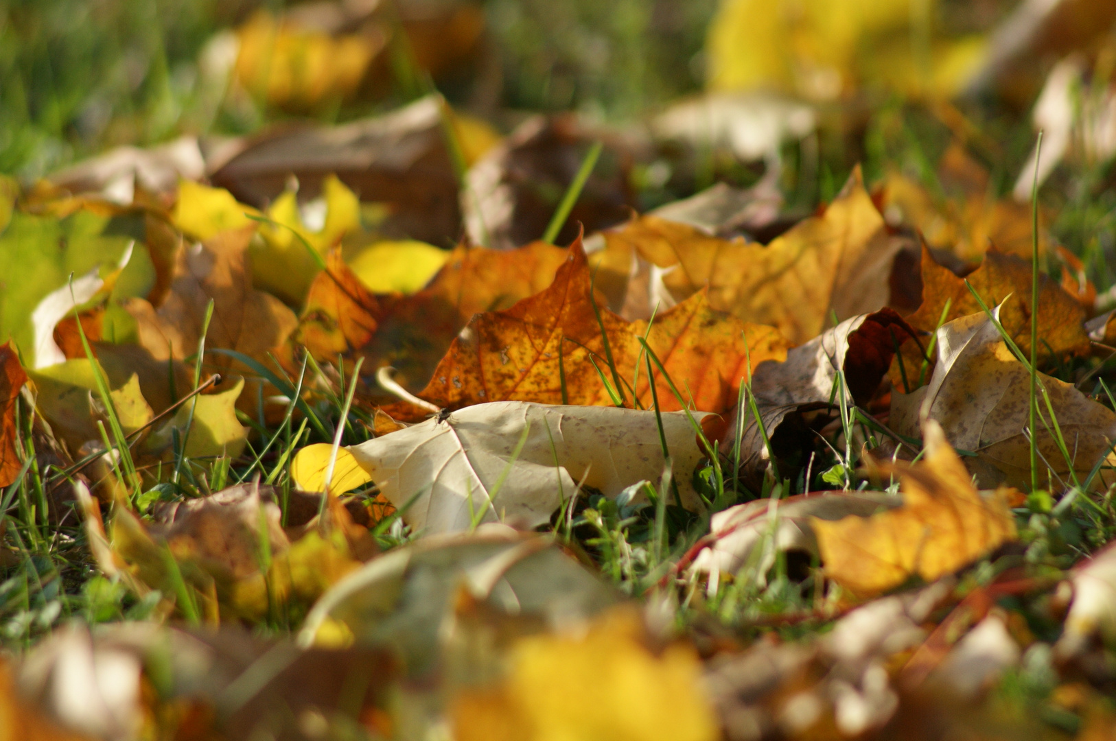 Herbst-Blätter