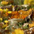 Herbst-Blätter