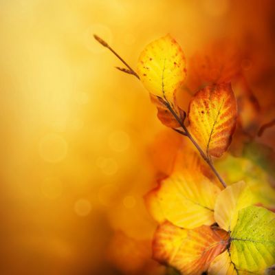 Herbst …… Blätter