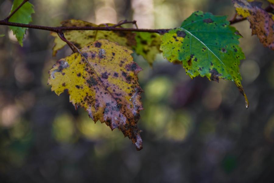 Herbst Blätter