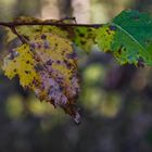 Herbst Blätter