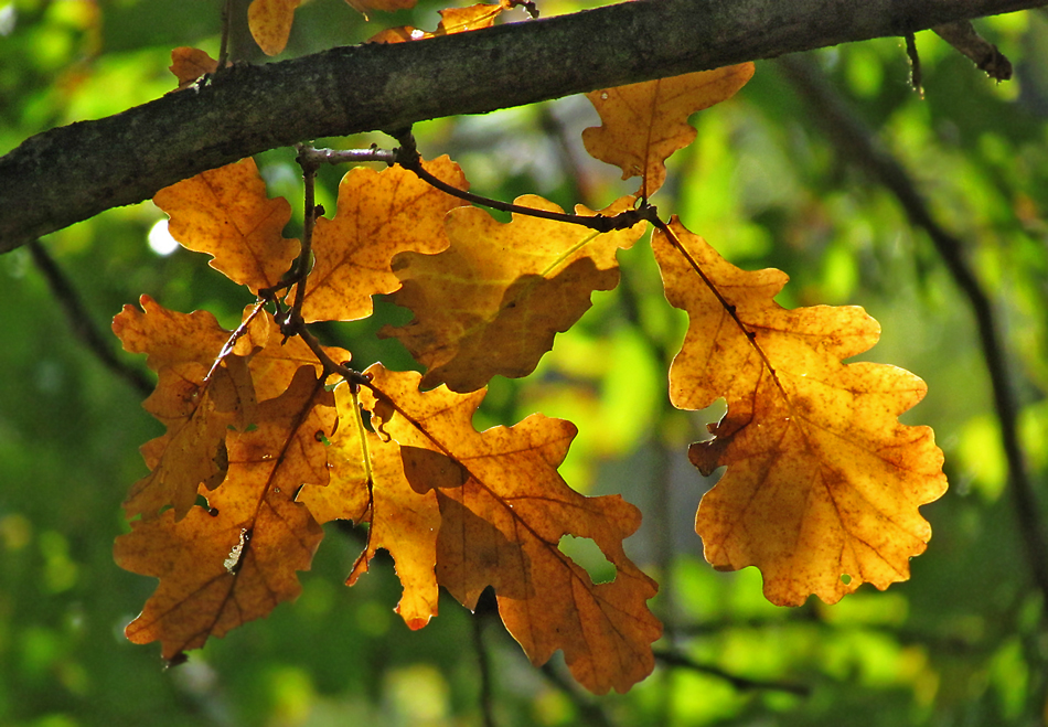 HERBST-BLÄTTER