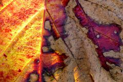 "Herbst-Blätter-Färbung"