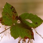 Herbst - Blätter