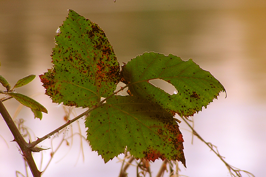 Herbst - Blätter