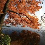 herbst blätter sammeln