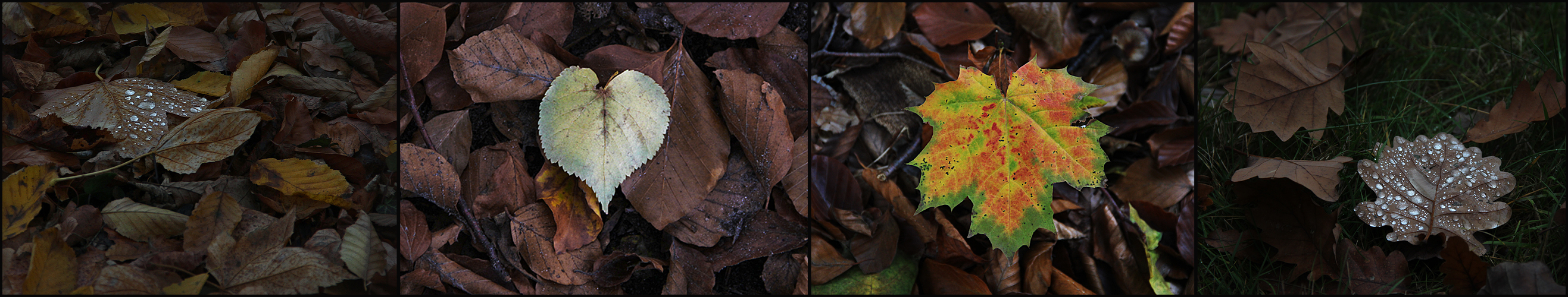 Herbst ... Blätter ... Schiebebild.