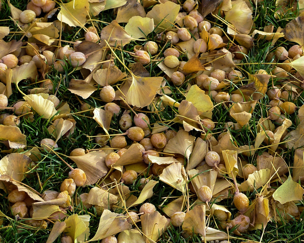 Herbst Blätter und Samen