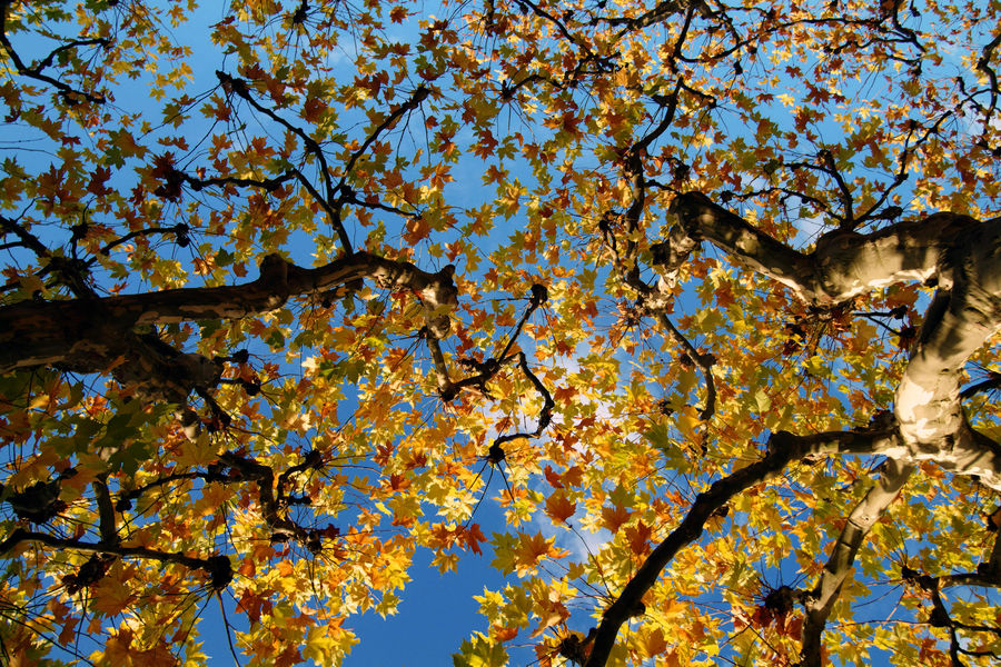 Herbst Blätterdach