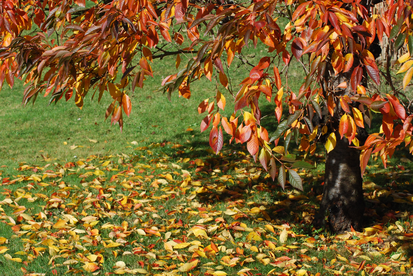 Herbst Blätterschatten