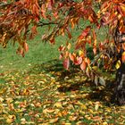 Herbst Blätterschatten