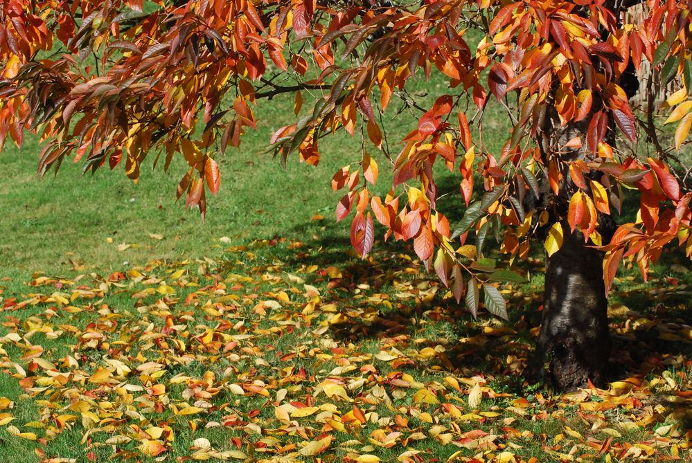 Herbst Blätterschatten