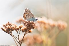 Herbst -Bläuling....