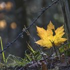 Herbst - Blatt...