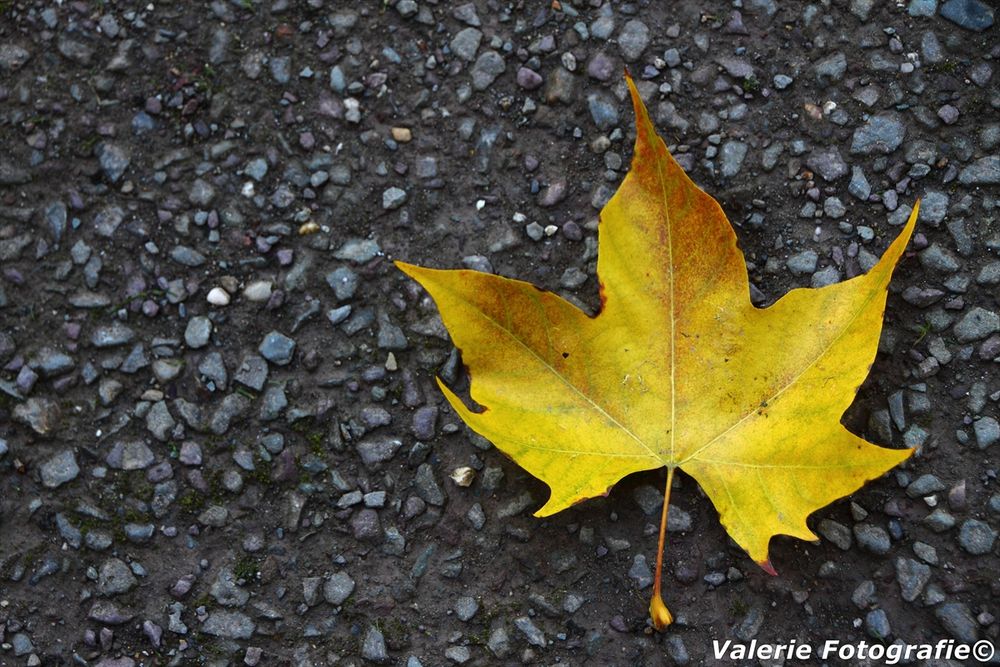 herbst blatt