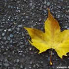 herbst blatt