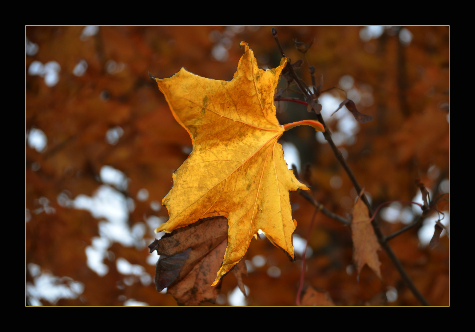 Herbst-Blatt