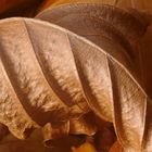 Herbst Blatt