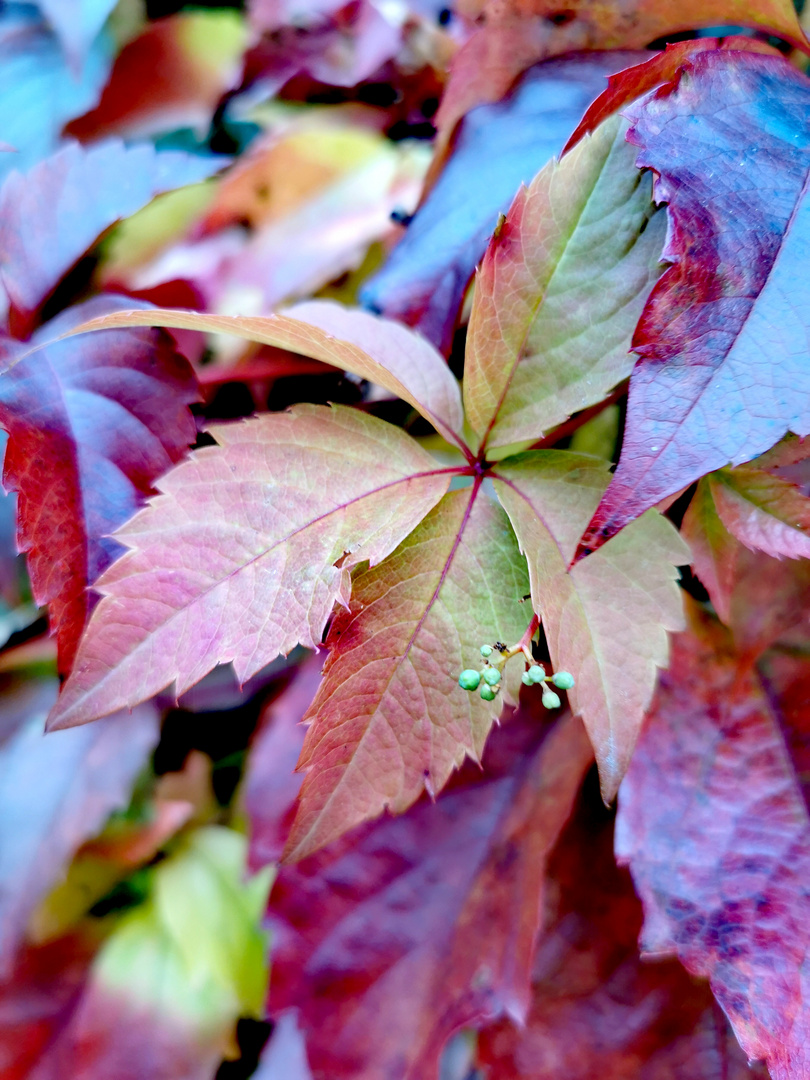 Herbst Blatt 