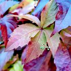 Herbst Blatt 