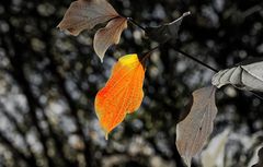 herbst-blatt ...