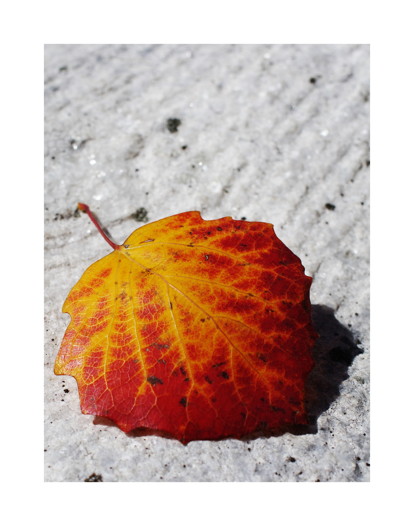 Herbst-Blatt