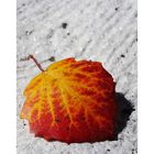 Herbst-Blatt