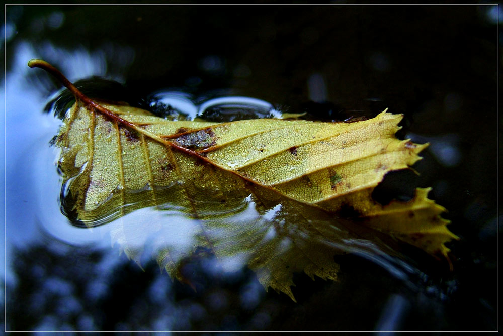 HERBST-blatt ...