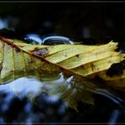 HERBST-blatt ...