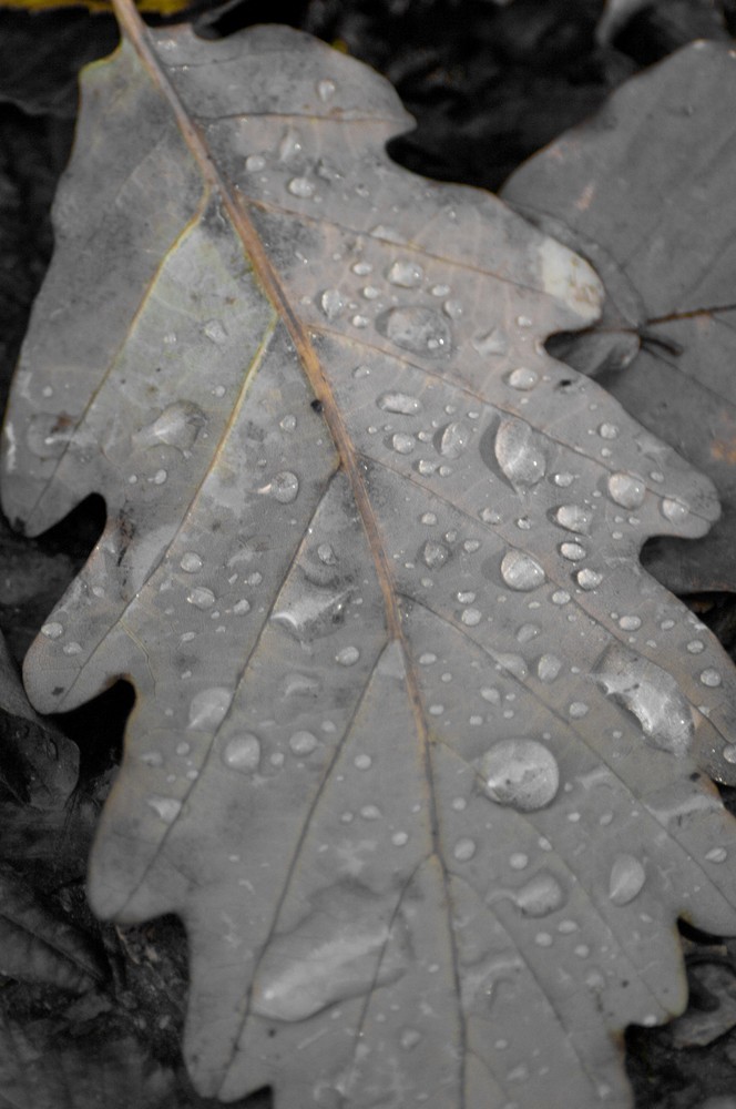 Herbst-Blatt