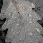 Herbst-Blatt