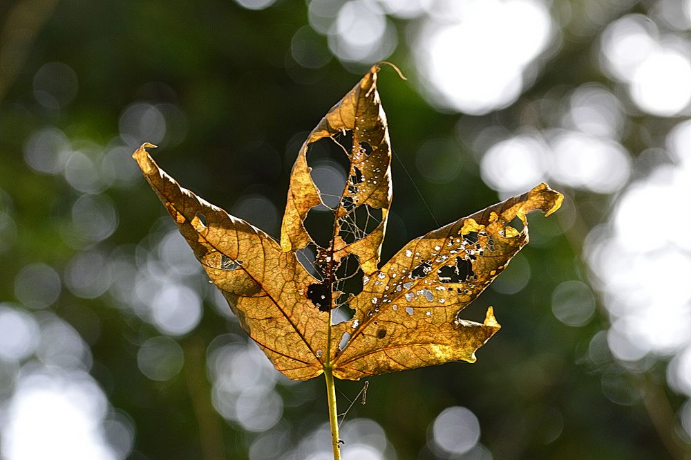 Herbst Blatt