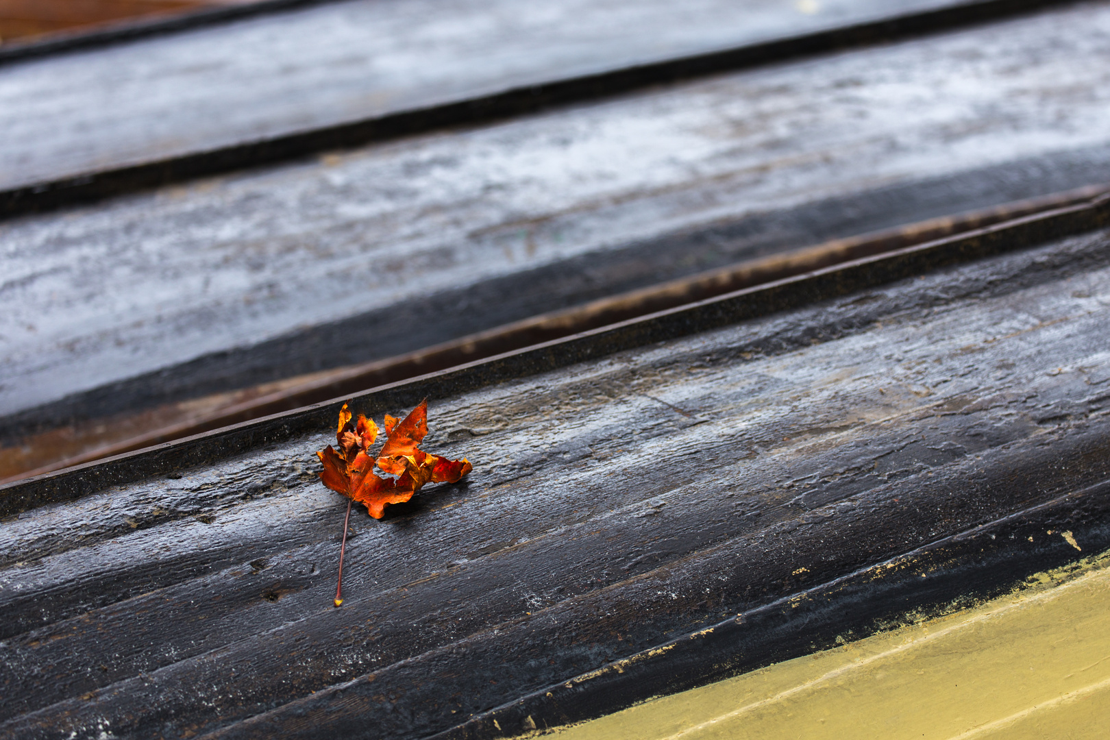 Herbst-Blatt