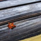 Herbst-Blatt