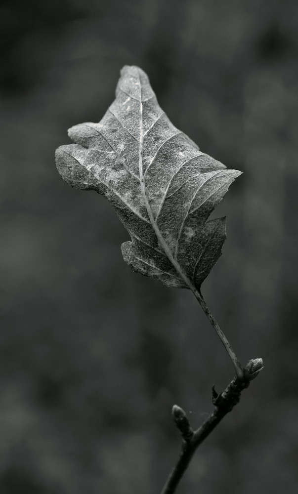 Herbst-Blatt