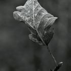 Herbst-Blatt