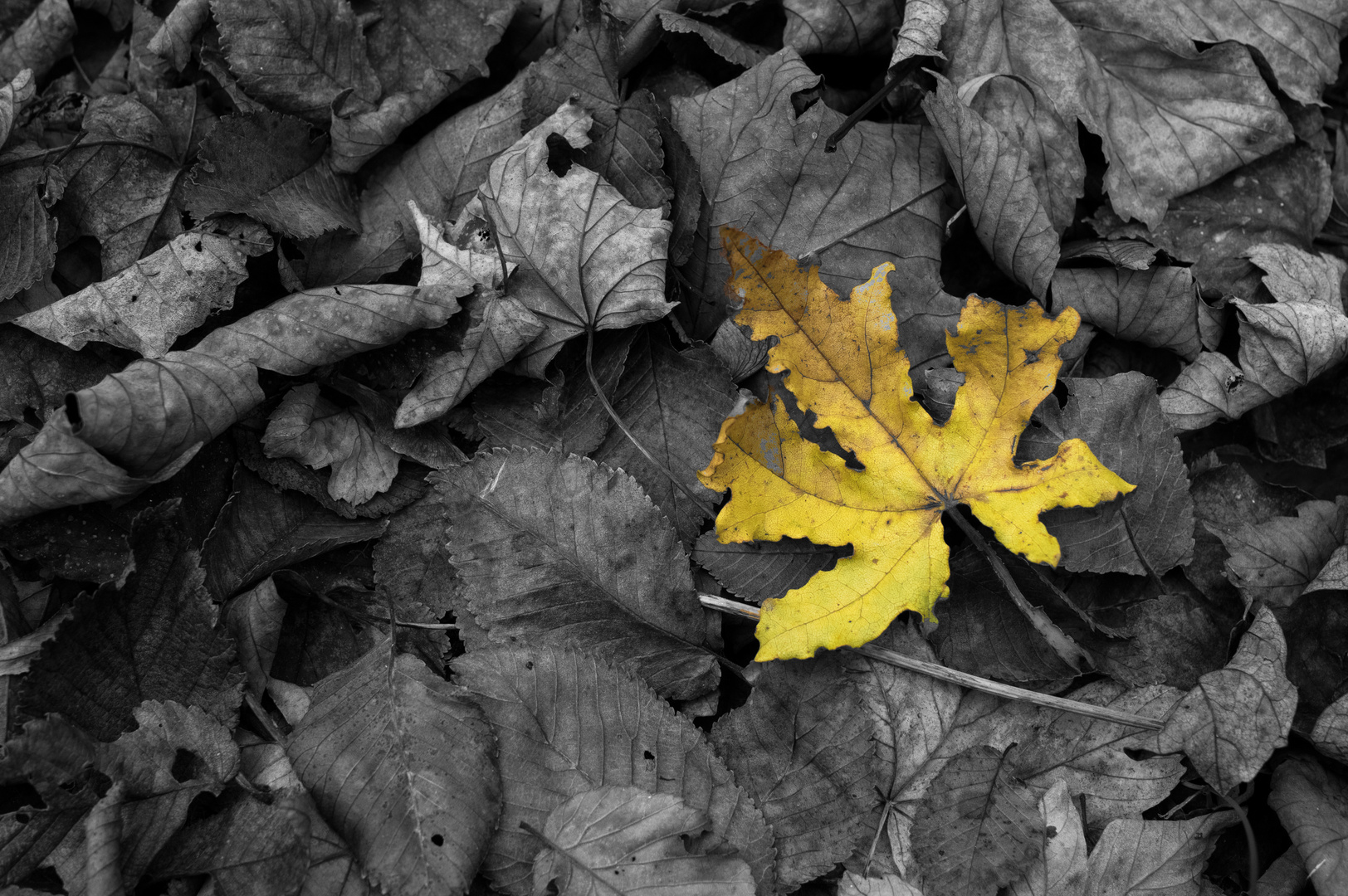 Herbst Blatt