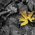 Herbst Blatt