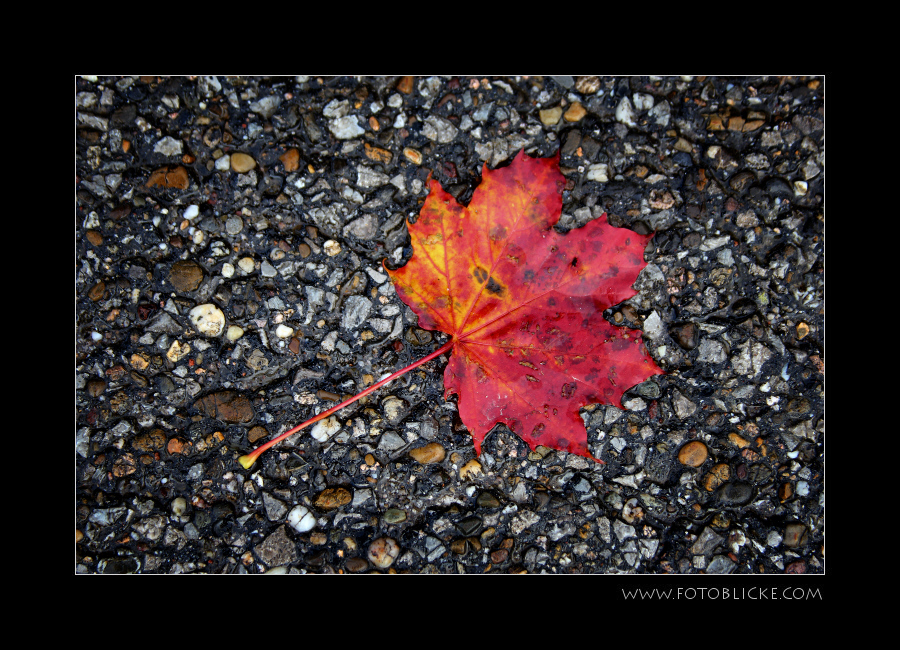 Herbst Blatt