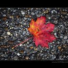 Herbst Blatt