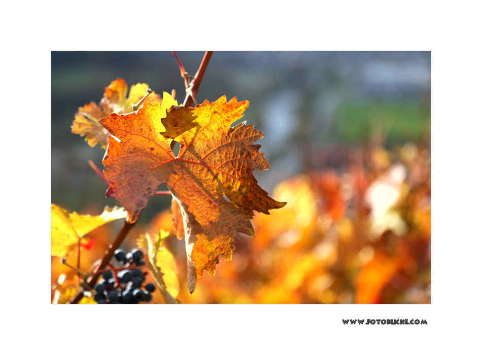 Herbst Blatt