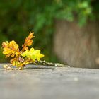 Herbst Blatt