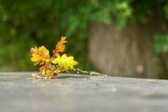 Herbst Blatt