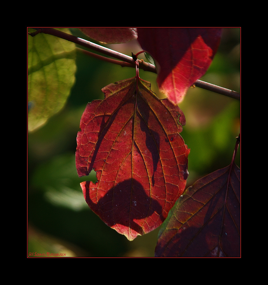 Herbst-Blatt