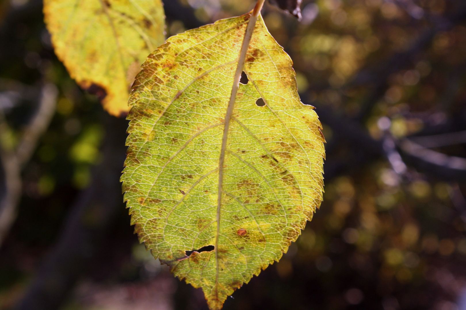 Herbst Blatt