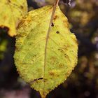 Herbst Blatt