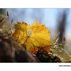 Herbst Blatt