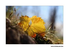 Herbst Blatt